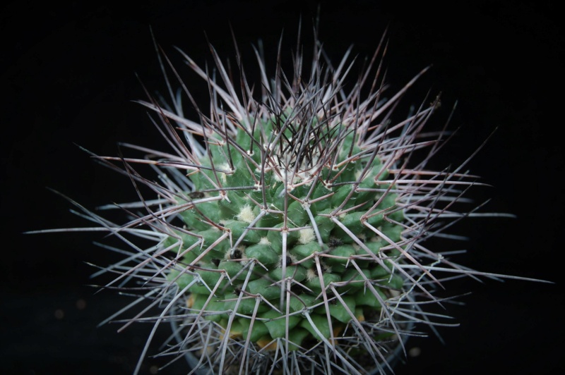 Mammillaria carnea SB 366