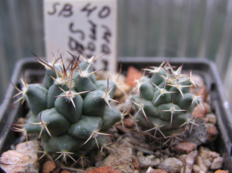 Mammillaria magnimamma SB 40