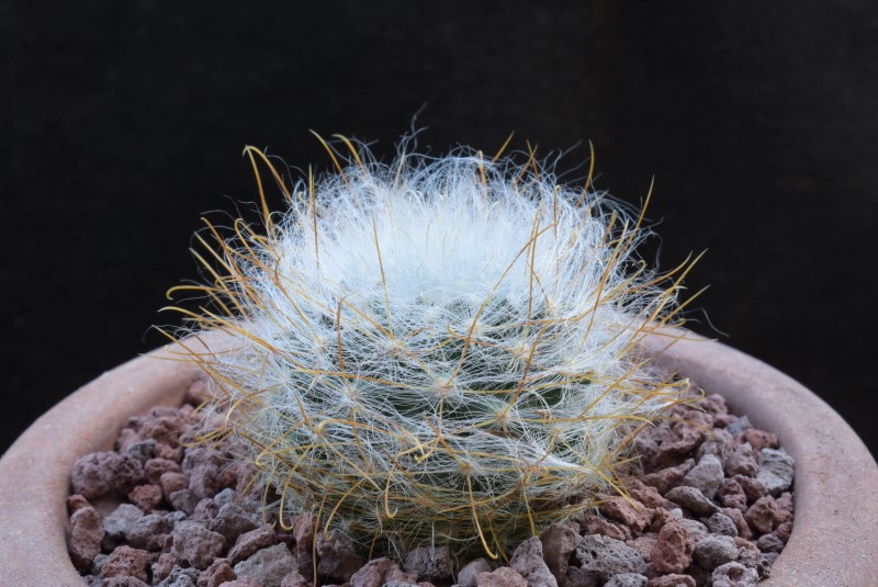 Mammillaria guelzowiana SB 465