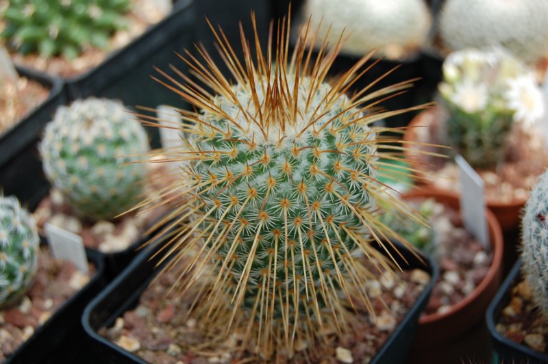 Mammillaria dixanthocentron SB 527