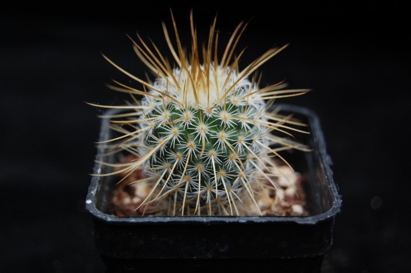 Mammillaria dixanthocentron SB 527