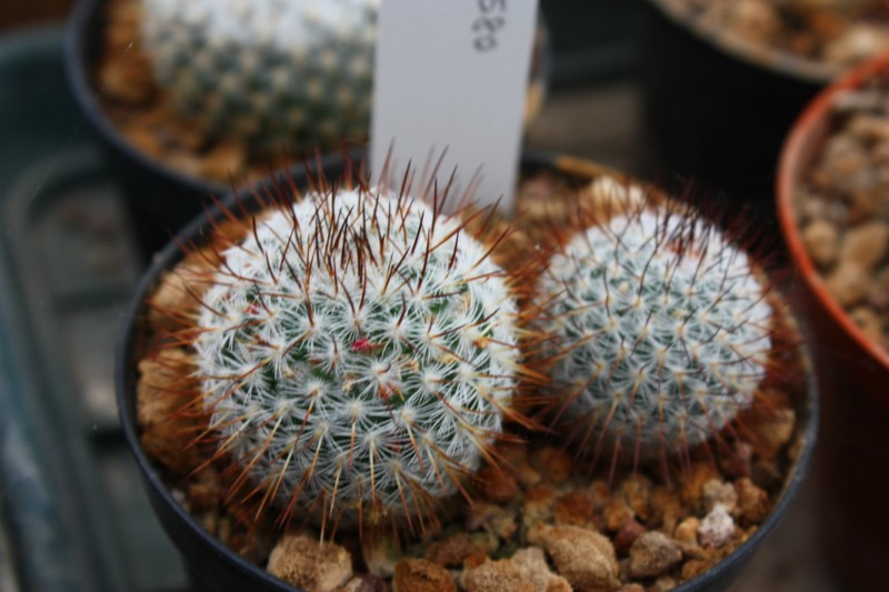 Mammillaria haageana SB 580