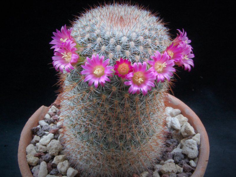 Mammillaria rekoi SB 581