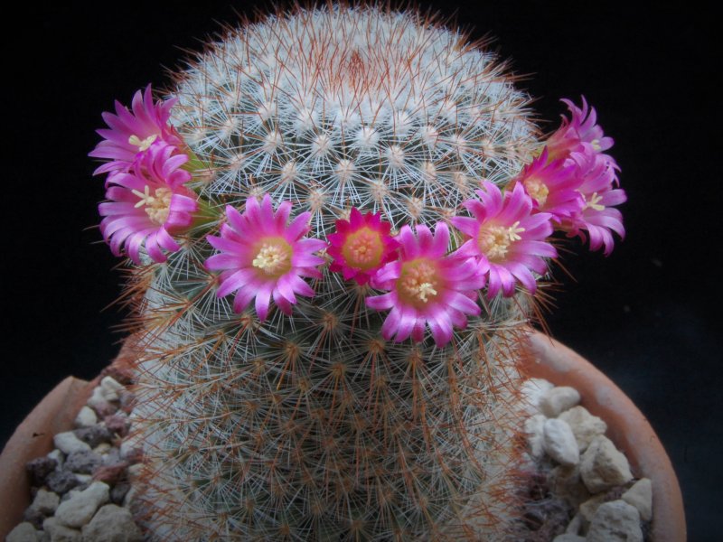 Mammillaria rekoi SB 581