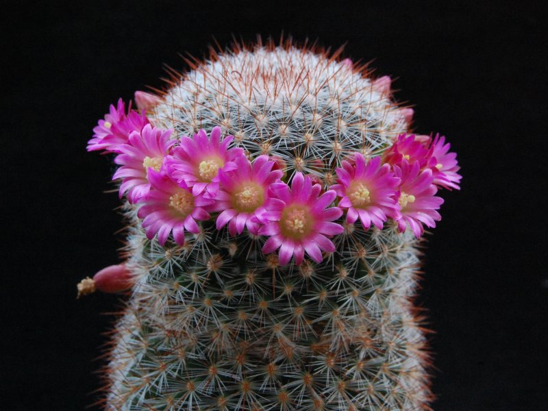 Mammillaria rekoi SB 581