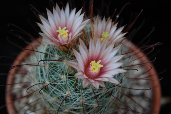 Mammillaria viridiflora SB 69