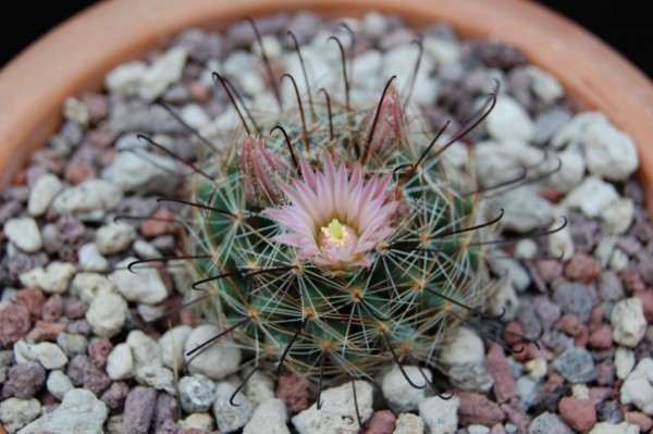 Mammillaria viridiflora SB 905