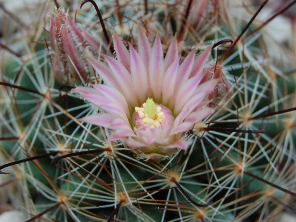 Mammillaria viridiflora SB 905