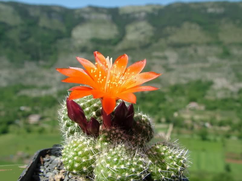 Rebutia krainziana J212