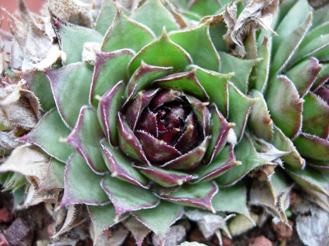 Sempervivum borissovae 