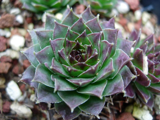 sempervivum tectorum v. boutignanum