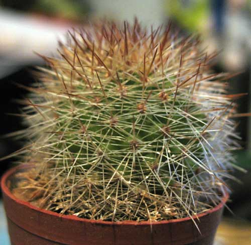 Mammillaria dixanthocentron v. flavicentra 