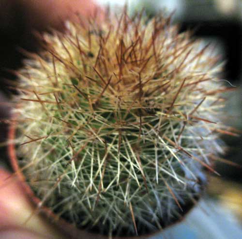Mammillaria dixanthocentron v. flavicentra 