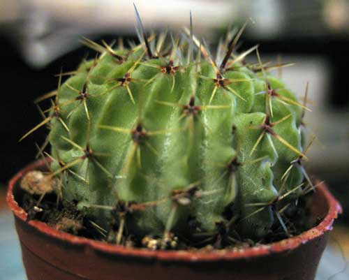 Parodia buiningii 