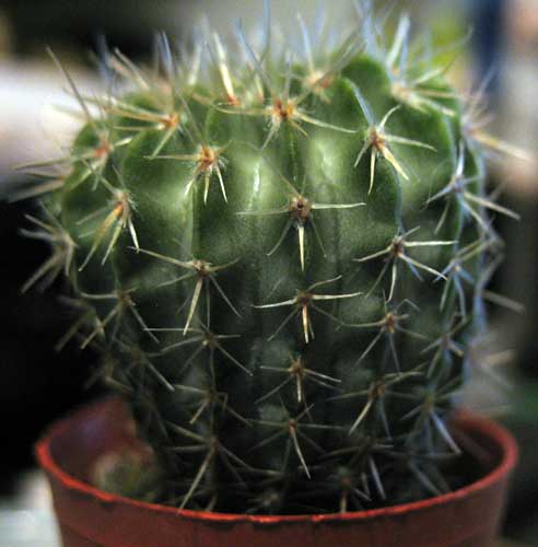 Parodia buiningii 