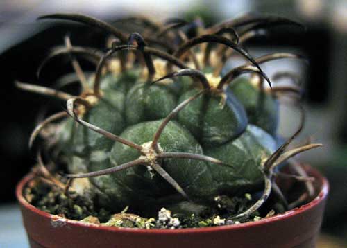 Gymnocalycium pflanzii 