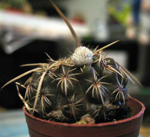 Parodia turecekiana 
