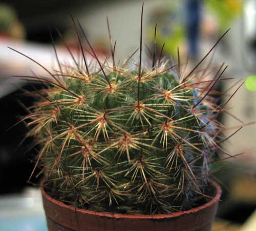 Parodia  