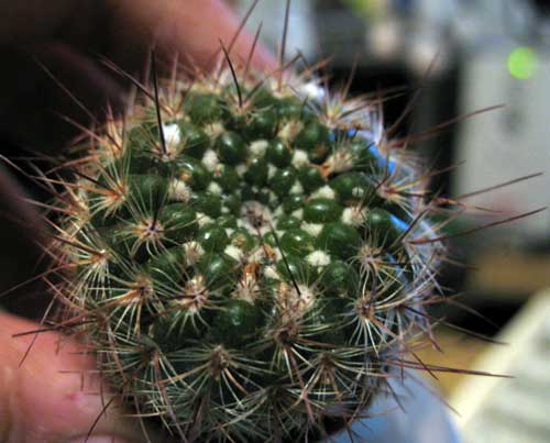 Parodia  