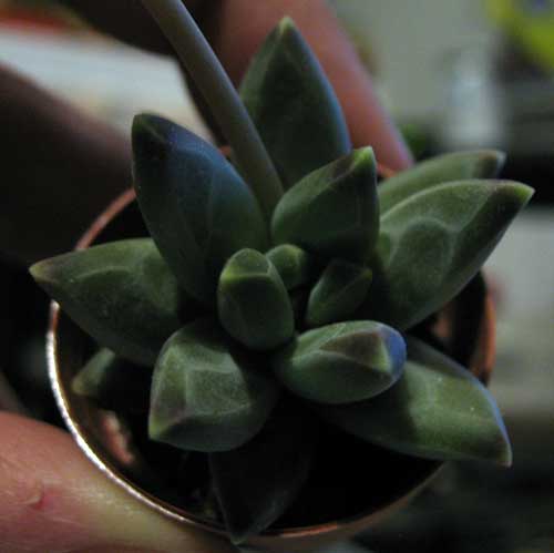 Pachyphytum compactum 
