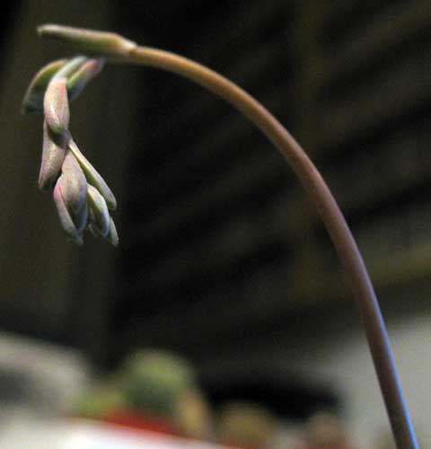 Pachyphytum compactum 