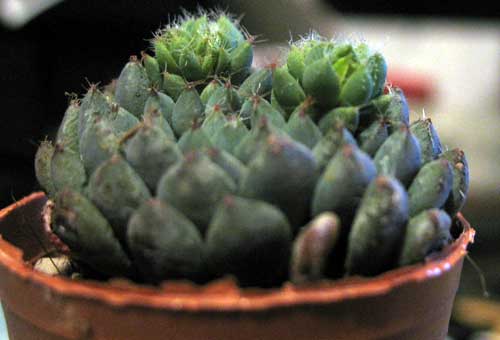 Echeveria setosa 
