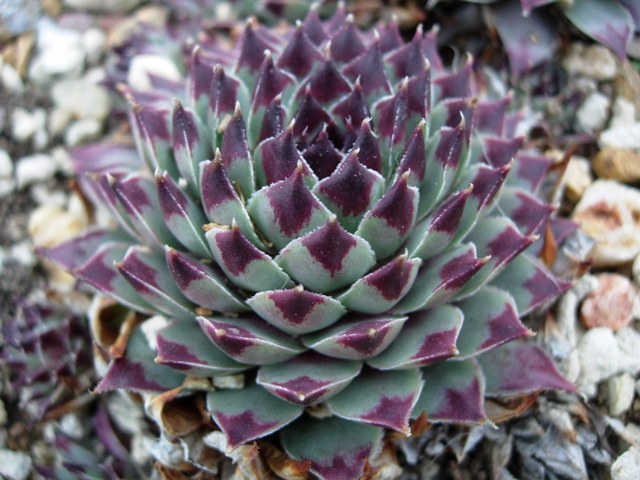 Sempervivum calcareum 