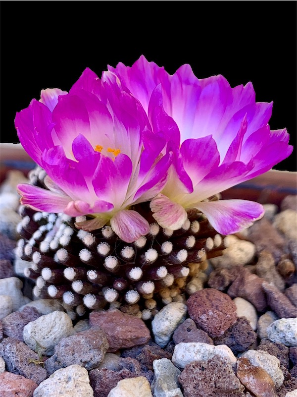 Mammillaria luethyi  