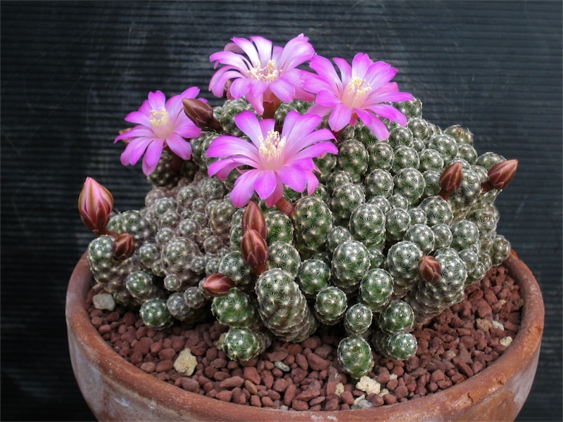 Mammillaria saboae 