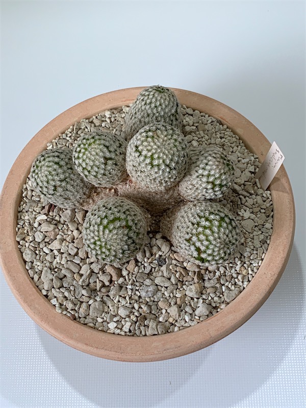 Mammillaria sanchez-mejoradae  