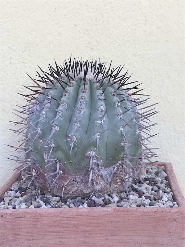 Copiapoa cinerea  