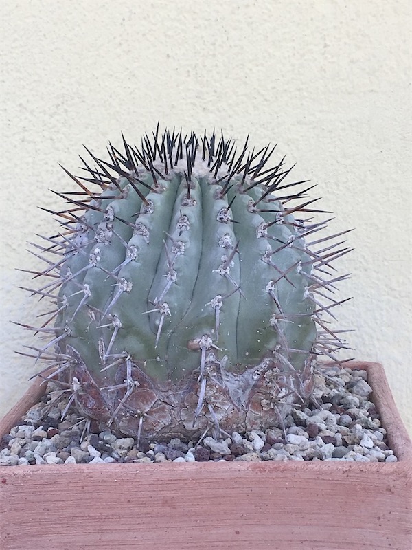 Copiapoa cinerea  