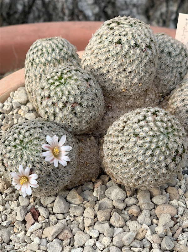 Mammillaria sanchez-mejoradae 