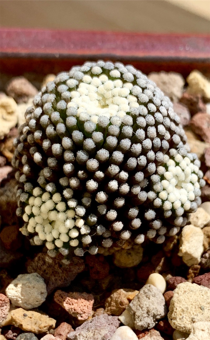 Mammillaria luethyi  