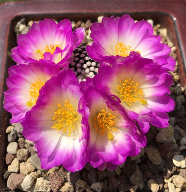 Mammillaria luethyi 