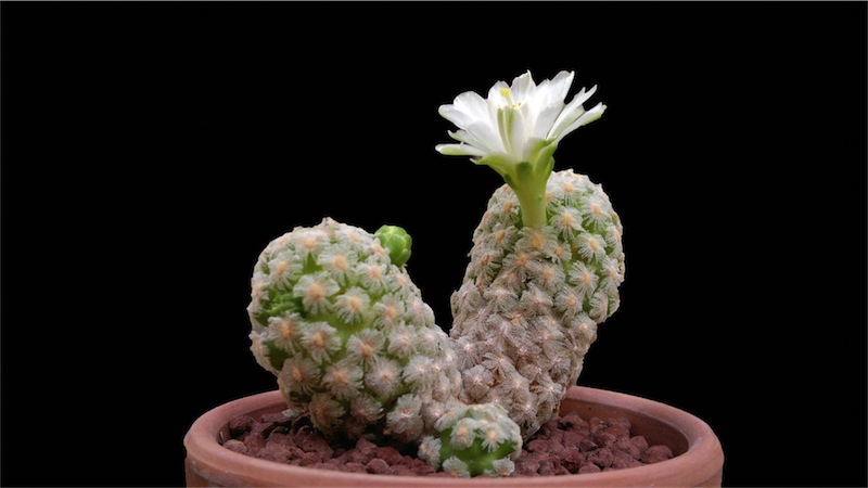 Mammillaria theresae f. albiflora 