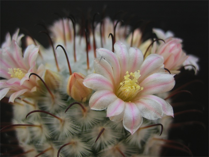 Mammillaria perezdelarosae 