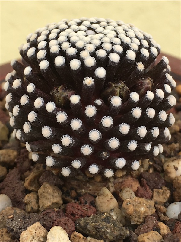 Mammillaria luethyi  