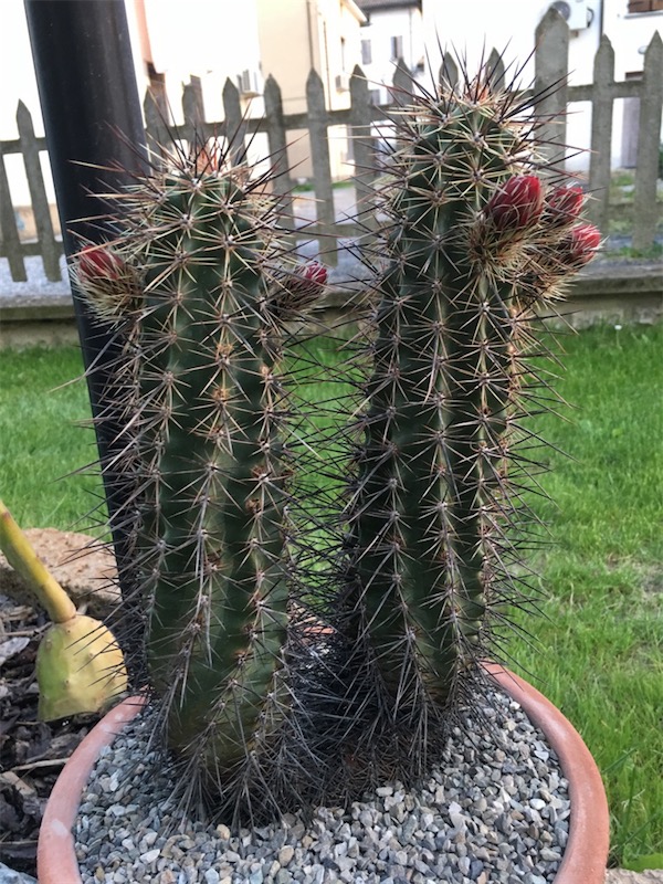 Echinocereus arizonicus 