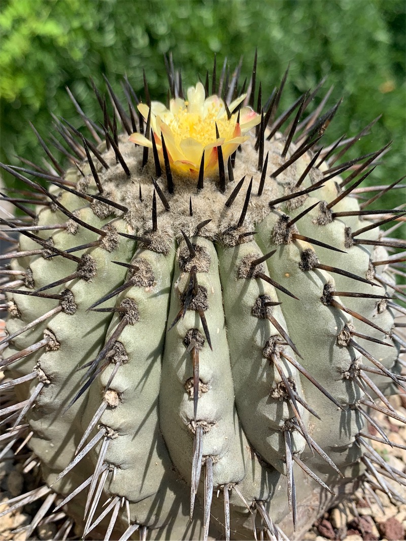 Copiapoa cinerea  