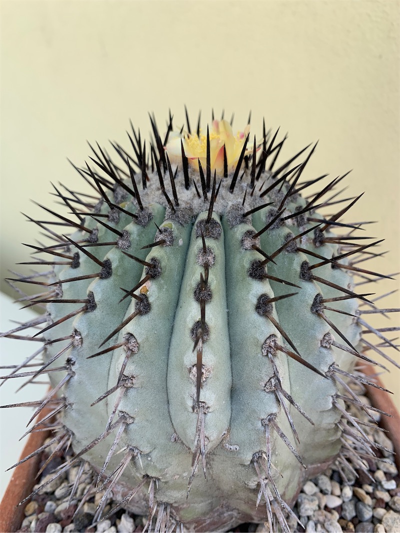 Copiapoa cinerea  