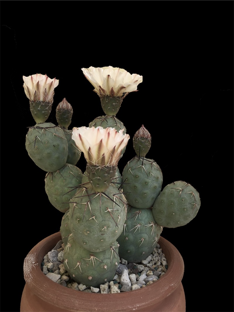 Tephrocactus geometricus 