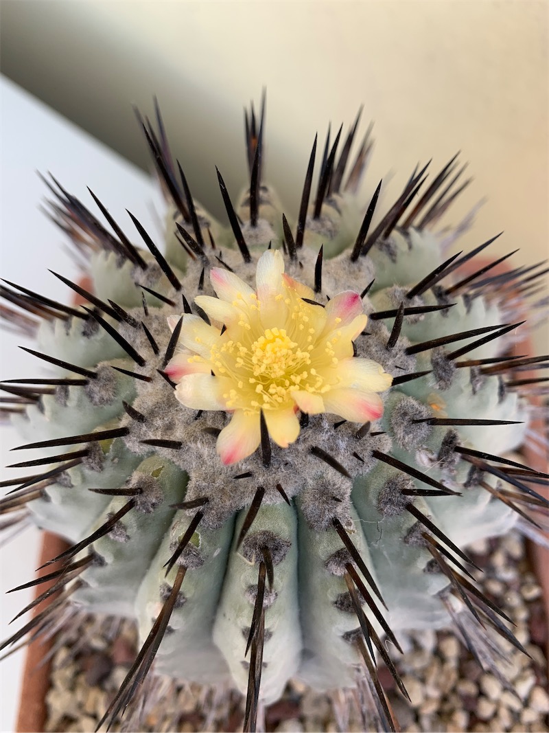 Copiapoa cinerea  