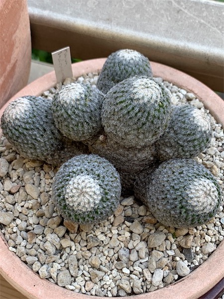 Mammillaria sanchez-mejoradae 