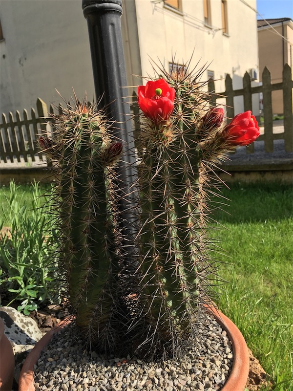 Echinocereus arizonicus 