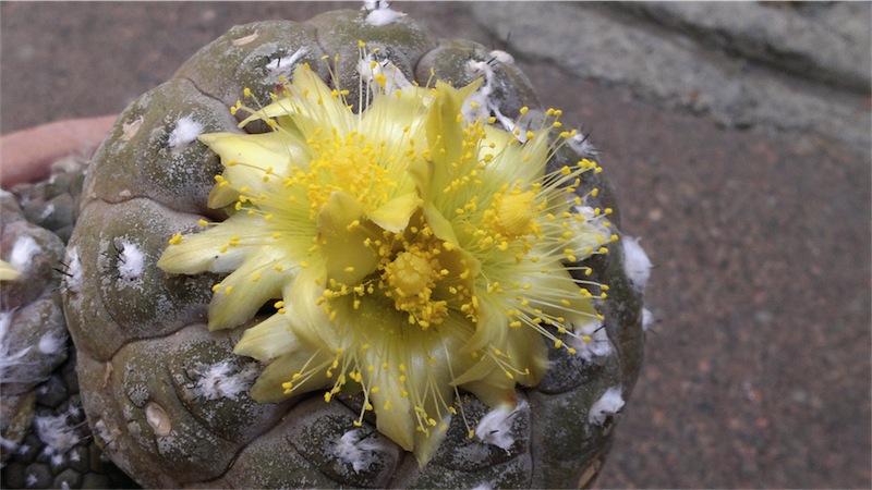 Copiapoa hypogaea 