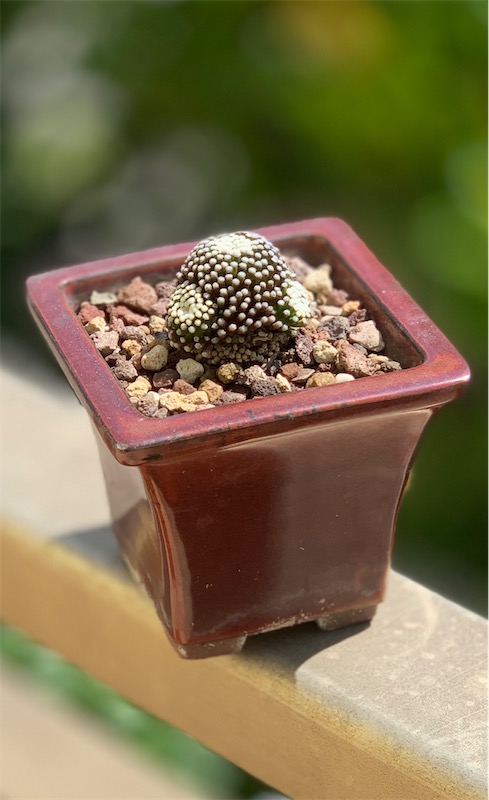 Mammillaria luethyi  