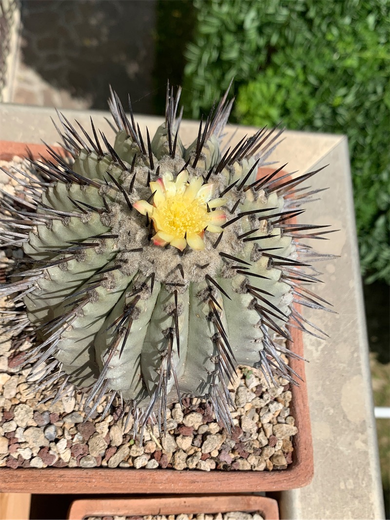 Copiapoa cinerea  