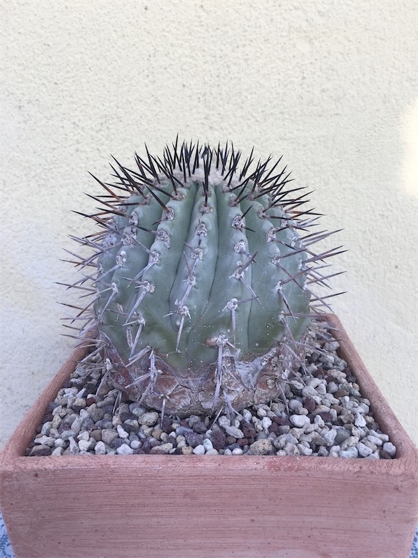 Copiapoa cinerea  