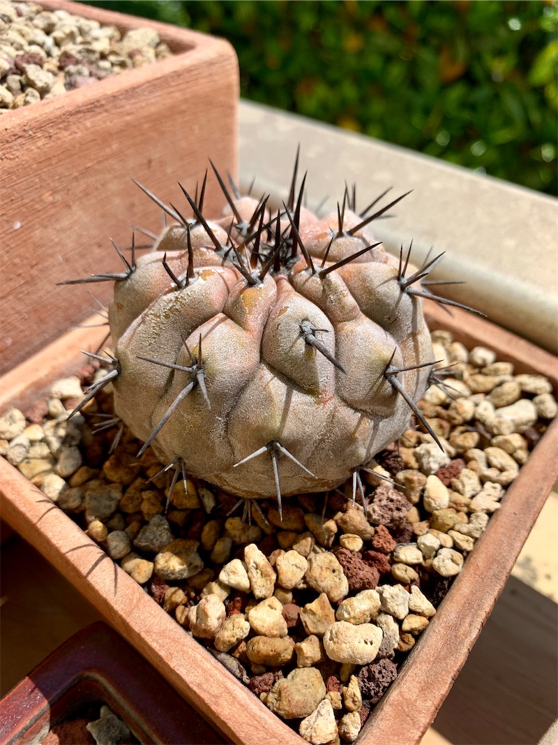 Copiapoa cinerea  